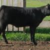 DRSS Queen Ranch 75X - purchased by the Crawford Family - Didsbury AB from the 2010 DRSS sale