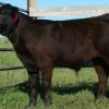 Propsect steer purchased by the Millar family - Bentley AB from the 2010 DRSS sale.