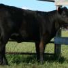 DRSS Bando 92X - purchased by JenaLee and Carson Blackhurst - Rocky Mountain House AB from the 2010 DRSS sale.