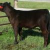 DRSS Crown Royal 98X - purchased by JennaLee and Carson Blackhurst from the 2010 DRSS sale.