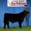 DRSS Sir Jazz 66W - purchased by Diamond M Stock Farms - Eckville AB