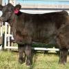 BFDM 2012 prospect steer sold to the Moffatt family