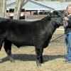 BFDM 2010 prospect steer sold to Tessa Nybo