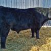 DRSS King Ranch 21Y - Yearling bull purchased by Ken Hoffman and Patti Steffens.