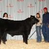 Propsect steer purchased by Carmen Biggelaar from the 2009 Dun Rite sale.