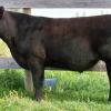 BFDM 2012 prospect steer purchased by the Moffatt family