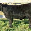 BFDM 2012 prospect steer purchased by the Winter's family.