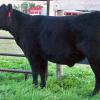 BFDM 2012 heifer purchased by Serviceberry  Angus 