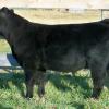 BFDM 2012 prospect steer purchased by Matthew Smith