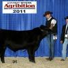 DRSS Crossing Waves 20Y - 2011 Canadian Western Agribition Reserve Grand Champion MaineTainer Bull 