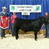 Grand Champion Steer 