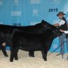 DRSS Legendary Princess 52A with calf at side CJBB Legendary Princess 46C. 