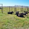 Steers calves around the farm