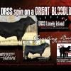 DRSS 2014 Herd Sire Ad in the AMAA Voice