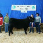 Grand Champion Steer Lacombe and District Show. 
