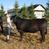 Cole Moffat first year member who did an incredible job with his steer. Class winner Red Deer show.