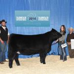 DRSS Miss Legendary Princess 52A - Champion MaineTainer Bred Heifer and Reserve Grand Champion MaineTainer Female - owned by Carmen Biggellaar